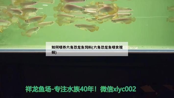 六角恐龍魚(yú)食物篇：六角恐龍魚(yú)怎么消毒
