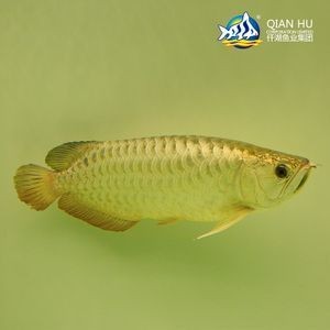 馬來西亞龍魚和新加坡龍魚的區(qū)別，馬來西亞龍魚與新加坡龍魚的區(qū)別