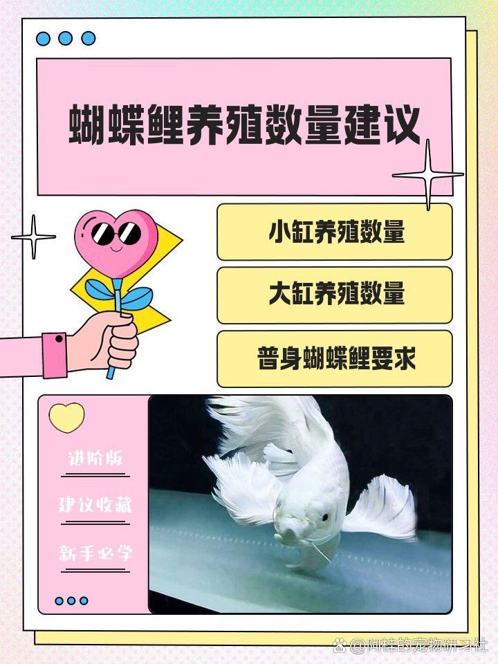 蝴蝶鯉一般養幾條最旺財