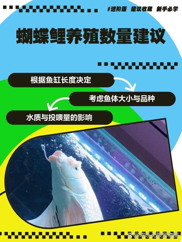 蝴蝶鯉一般養幾條最旺財