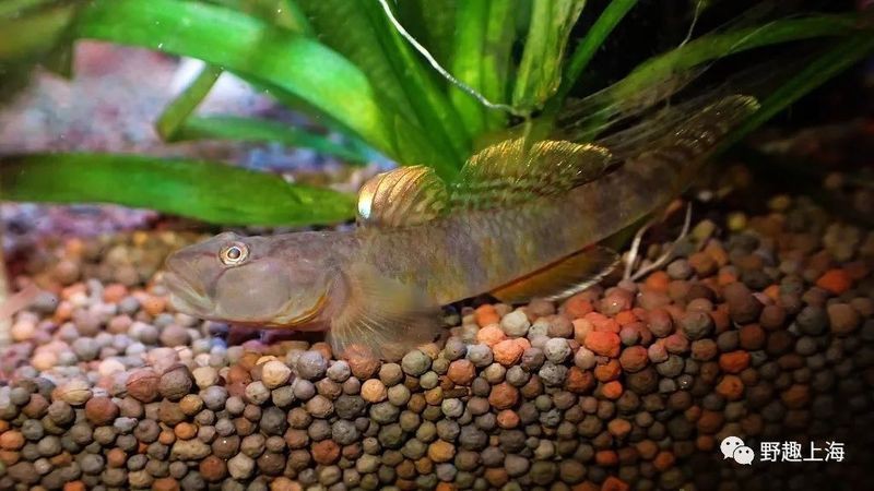 淡水蝦虎魚種類圖鑒 淡水蝦虎魚種類圖鑒 龍魚論壇 第1張