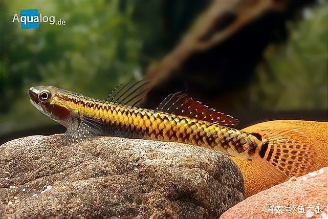 淡水蝦虎魚種類圖鑒 淡水蝦虎魚種類圖鑒 龍魚論壇 第5張