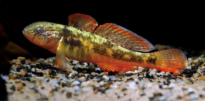 淡水蝦虎魚種類圖鑒 淡水蝦虎魚種類圖鑒 龍魚論壇 第2張
