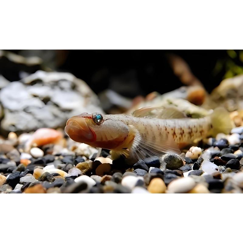 淡水蝦虎魚種類圖鑒 淡水蝦虎魚種類圖鑒 龍魚論壇 第7張