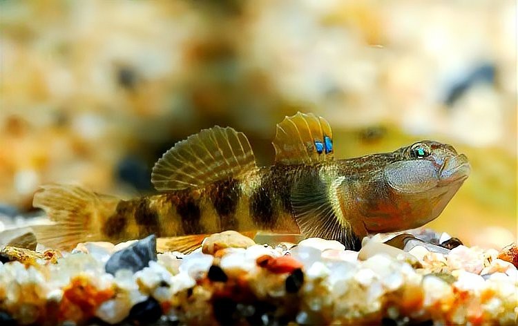 淡水蝦虎魚種類圖鑒 淡水蝦虎魚種類圖鑒 龍魚論壇 第3張