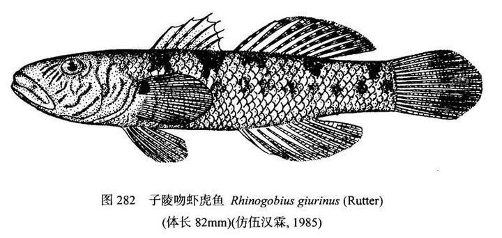 淡水蝦虎魚種類圖鑒 淡水蝦虎魚種類圖鑒 龍魚論壇 第11張