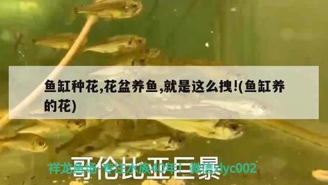 北京御龍聚寶觀賞魚店