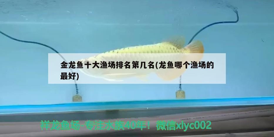 北京御龍聚寶觀賞魚店