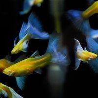 紅頭魚別名叫什么魚