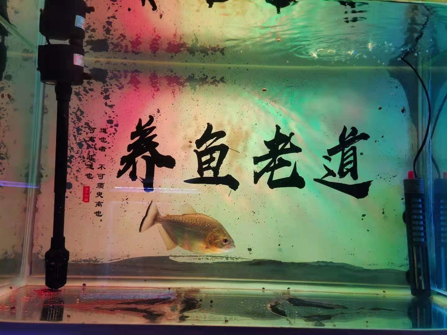 魚缸水泵不運行了是燒了嗎：魚缸水泵不運行可能是多種原因引起魚缸水泵不運行的原因
