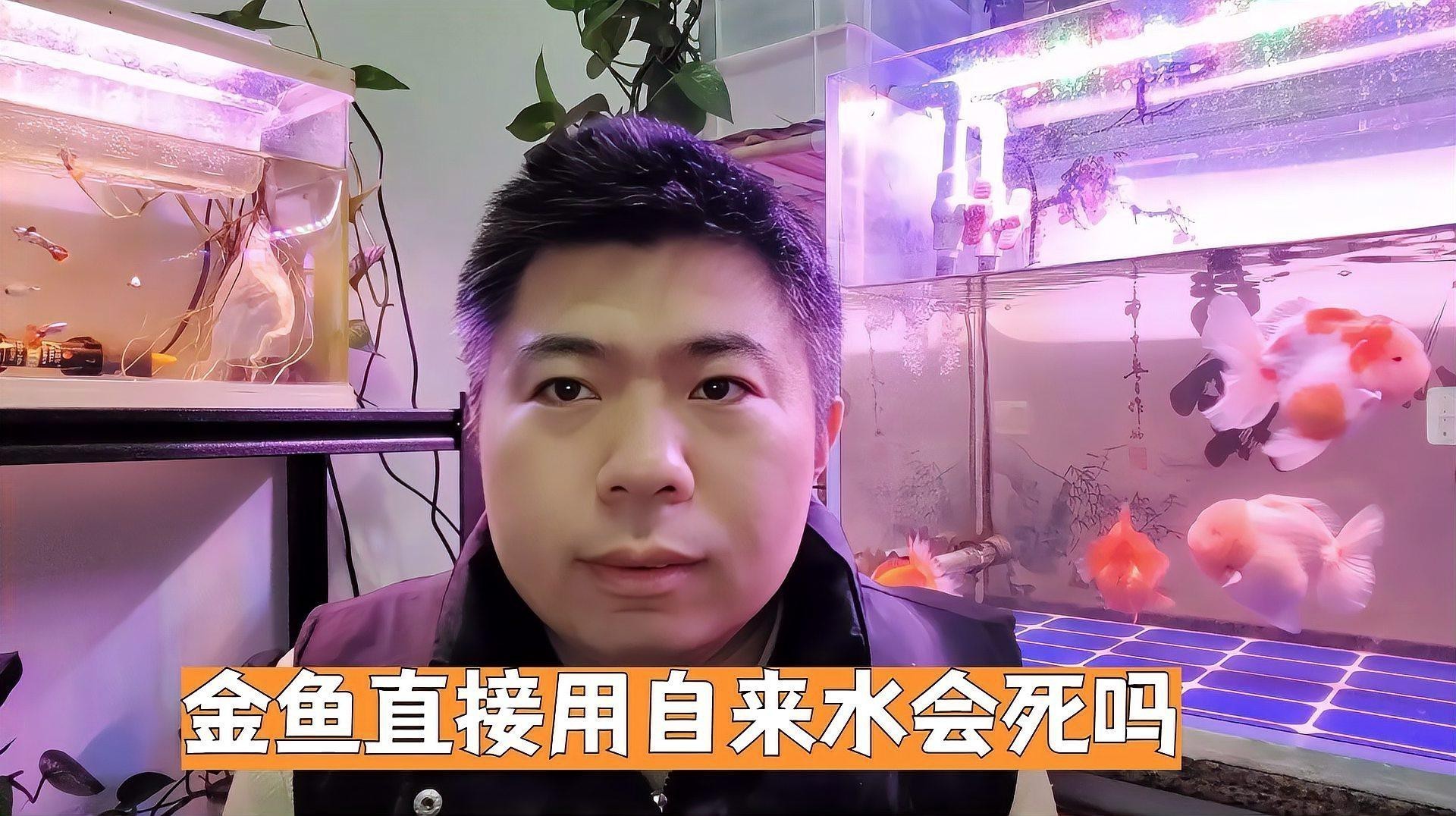 金魚直接用自來水會死嗎
