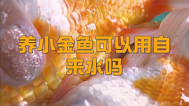 金魚直接用自來水會死嗎