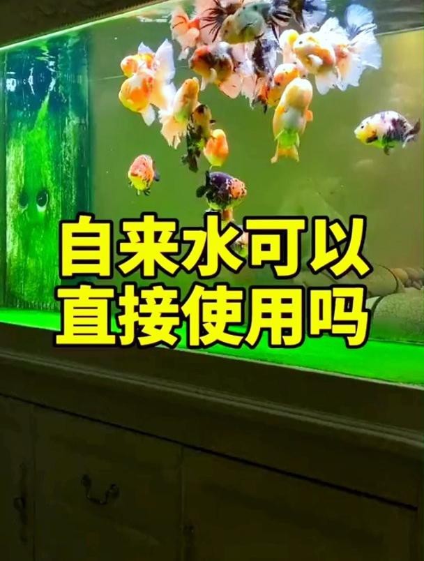 金魚直接用自來水會死嗎