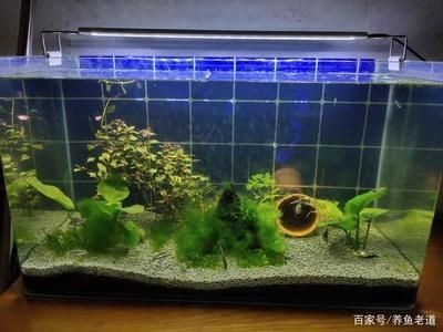 魚缸水質(zhì)管理的重要性：如何科學(xué)地管理魚缸換水頻率