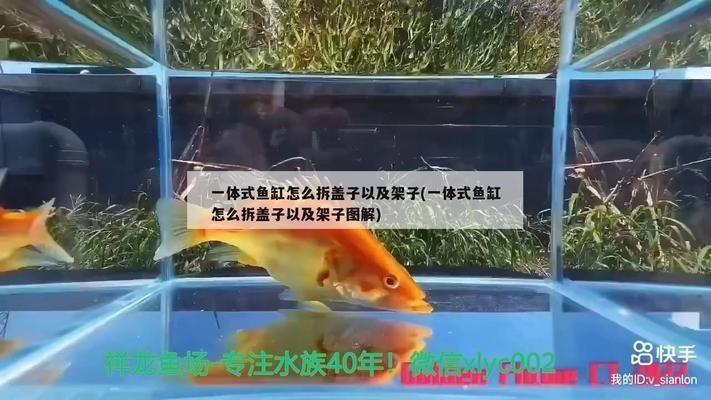 海豚魚缸：海豚魚缸價格范圍，海豚魚缸設計風格