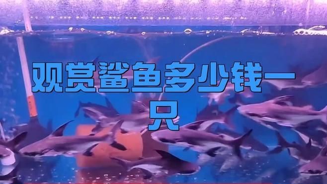 福滿客app平臺 龍魚論壇 第3張 福滿客app平臺 福滿客app平臺 龍魚論壇 第3張