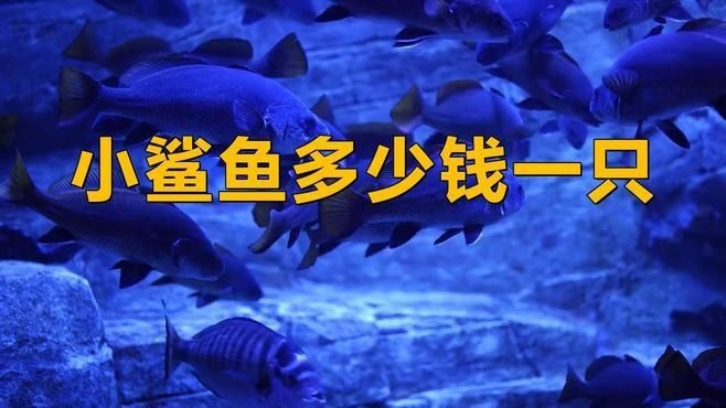 福滿客app平臺 龍魚論壇 第1張 福滿客app平臺 福滿客app平臺 龍魚論壇 第1張
