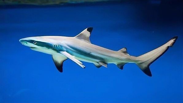 福滿客app平臺 龍魚論壇 第4張 福滿客app平臺 福滿客app平臺 龍魚論壇 第4張