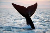 海洋三大哺乳動物 龍魚論壇 第3張 海洋三大哺乳動物 海洋三大哺乳動物 龍魚論壇 第3張