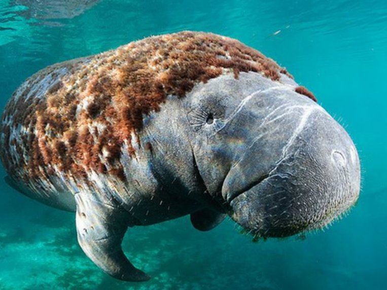 海洋三大哺乳動物 龍魚論壇 第6張 海洋三大哺乳動物 海洋三大哺乳動物 龍魚論壇 第6張