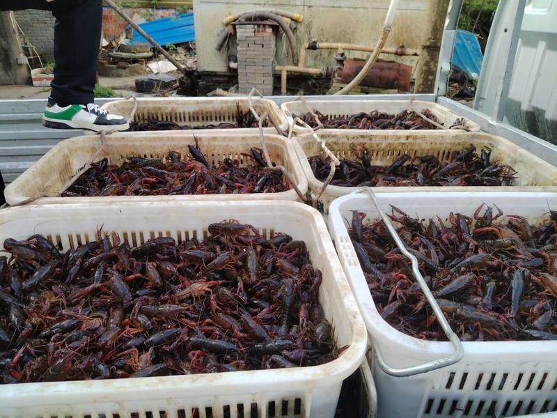 附近的小龍蝦批發市場
