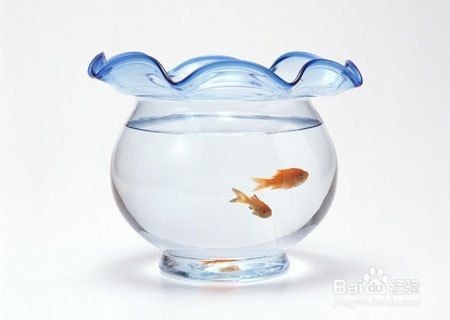 魚缸里魚老是死，如何正確使用魚缸換水的最佳時間和方法