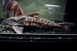 鐵甲武士魚適宜的魚缸尺寸：鐵甲武士魚的魚缸尺寸 鐵甲武士魚適宜的魚缸尺寸：鐵甲武士魚的魚缸尺寸 魚缸百科 第4張