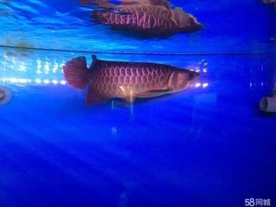 金龍魚30厘米的表現是什么樣（30厘米的金龍魚在30厘米時的表現可以從多個方面進行描述）
