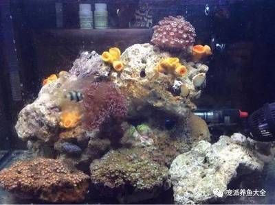 海水魚(yú)缸中出現(xiàn)褐藻可能是由于多種因素引起的，以下幾種處理方法：如何處理海水魚(yú)缸中的褐藻 海水魚(yú)缸中出現(xiàn)褐藻可能是由于多種因素引起的，以下幾種處理方法：如何處理海水魚(yú)缸中的褐藻 魚(yú)缸百科 第4張