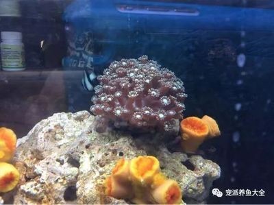 海水魚(yú)缸中出現(xiàn)褐藻可能是由于多種因素引起的，以下幾種處理方法：如何處理海水魚(yú)缸中的褐藻 海水魚(yú)缸中出現(xiàn)褐藻可能是由于多種因素引起的，以下幾種處理方法：如何處理海水魚(yú)缸中的褐藻 魚(yú)缸百科 第3張