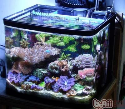 海水魚(yú)缸中出現(xiàn)褐藻可能是由于多種因素引起的，以下幾種處理方法：如何處理海水魚(yú)缸中的褐藻 海水魚(yú)缸中出現(xiàn)褐藻可能是由于多種因素引起的，以下幾種處理方法：如何處理海水魚(yú)缸中的褐藻 魚(yú)缸百科 第1張