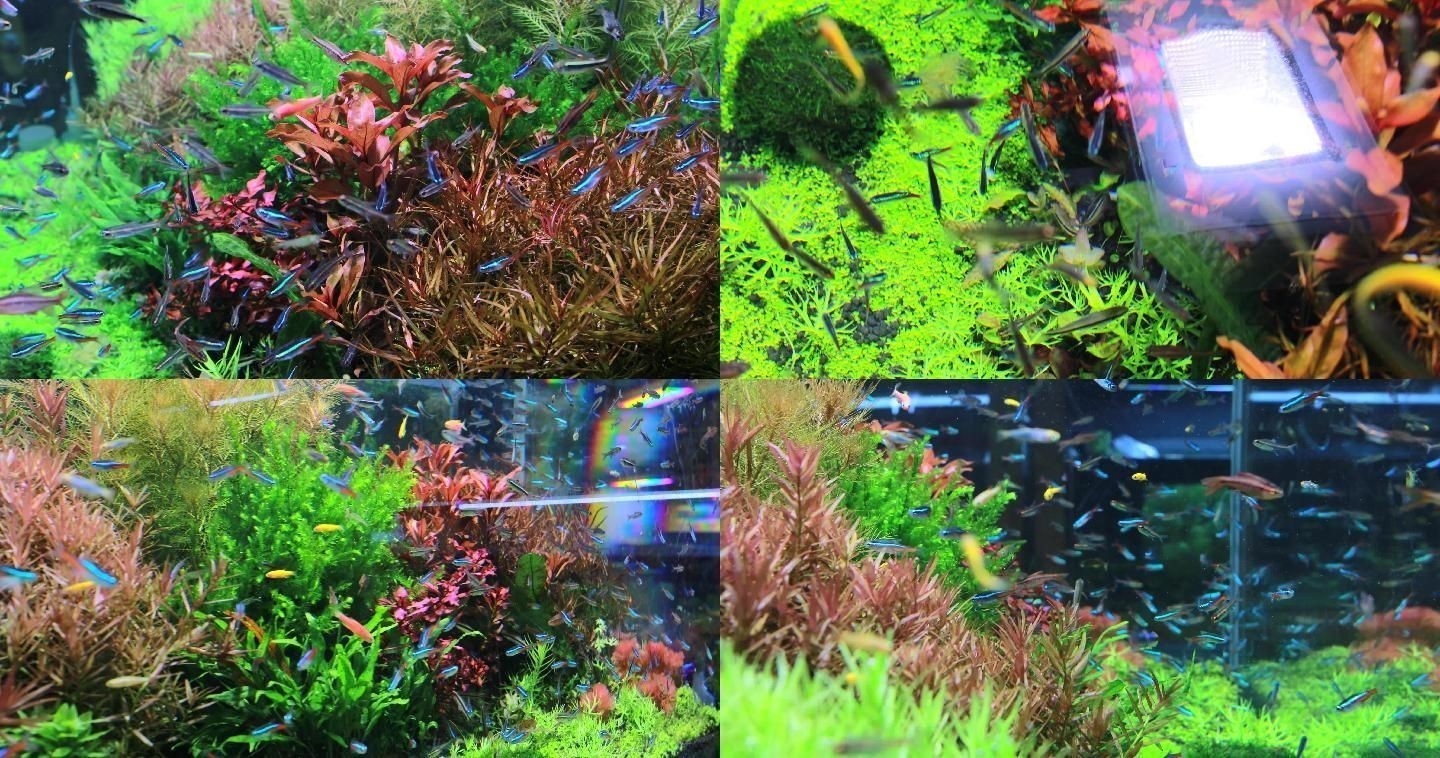 鸚鵡魚缸中種植水草需要考慮鸚鵡魚的習性和對水草的影響：如何在鸚鵡魚缸中種植水草