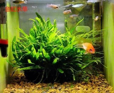 鸚鵡魚缸中種植水草需要考慮鸚鵡魚的習性和對水草的影響：如何在鸚鵡魚缸中種植水草