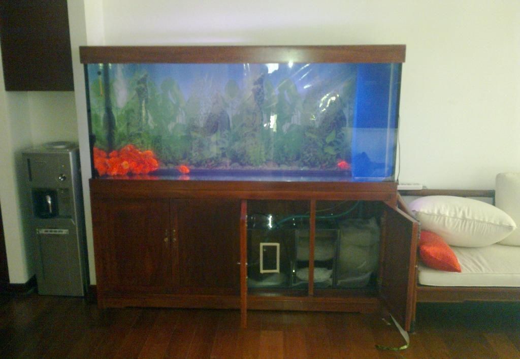 鸚鵡魚缸中種植水草需要考慮鸚鵡魚的習性和對水草的影響：如何在鸚鵡魚缸中種植水草