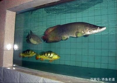 魚缸里水泵不工作了怎么回事：導致魚缸水泵無法運行的常見問題 魚缸里水泵不工作了怎么回事：導致魚缸水泵無法運行的常見問題 魚缸百科 第4張