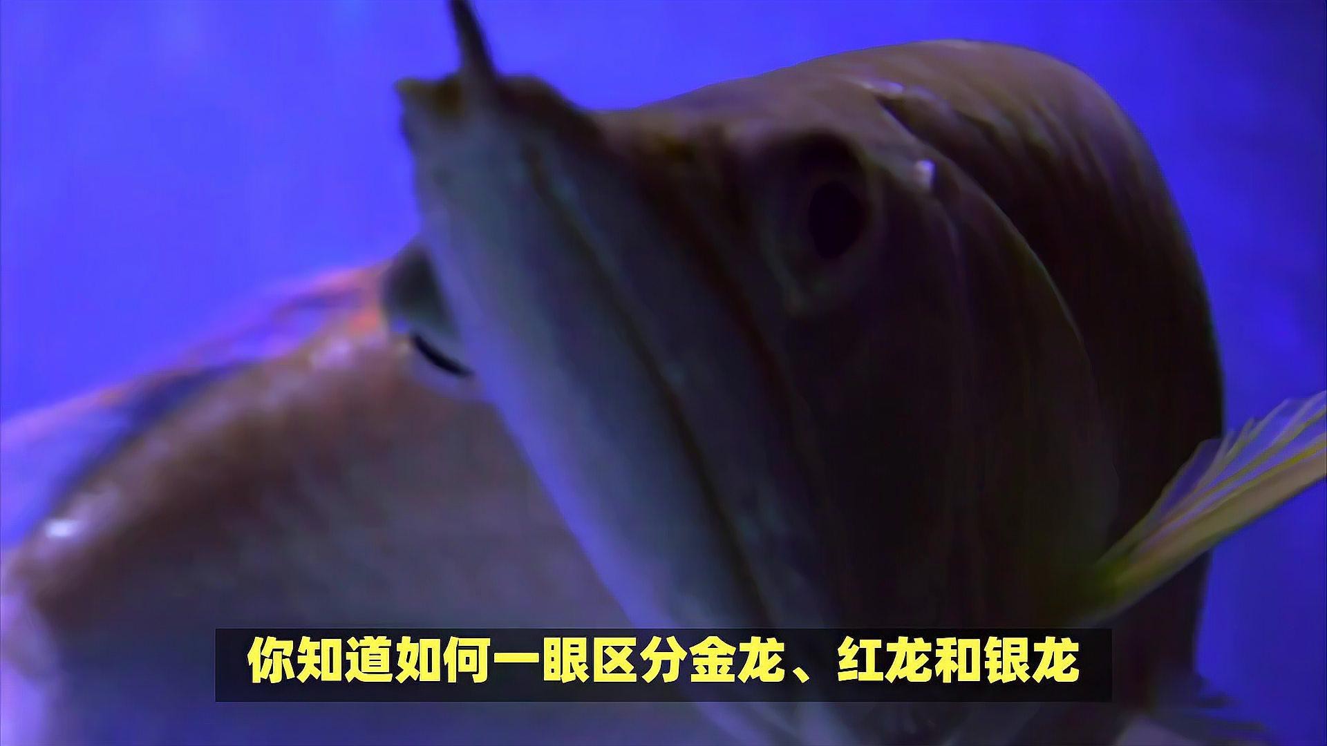 市北區宏繼超水族店