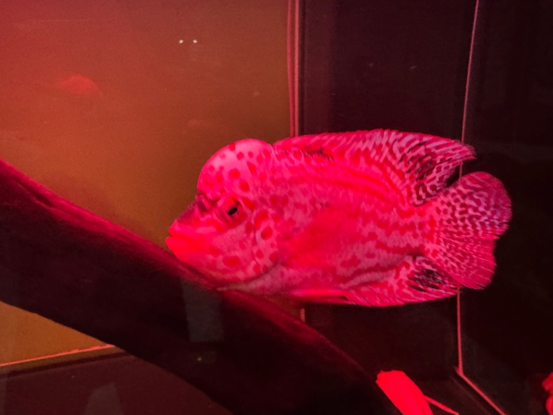 特殊體高貨火鳳和普通火鳳入缸明兩賽級繼續(xù) 龍魚論壇 第1張 特殊體高貨火鳳和普通火鳳入缸明兩賽級繼續(xù) 特殊體高貨火鳳和普通火鳳入缸明兩賽級繼續(xù) 龍魚論壇 第1張
