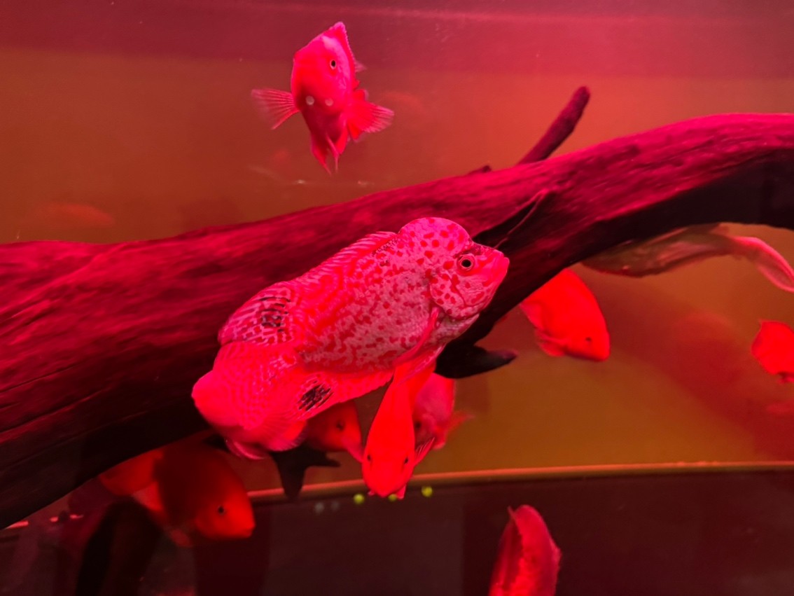 特殊體高貨火鳳和普通火鳳入缸明兩賽級繼續(xù) 龍魚論壇 第2張 特殊體高貨火鳳和普通火鳳入缸明兩賽級繼續(xù) 特殊體高貨火鳳和普通火鳳入缸明兩賽級繼續(xù) 龍魚論壇 第2張