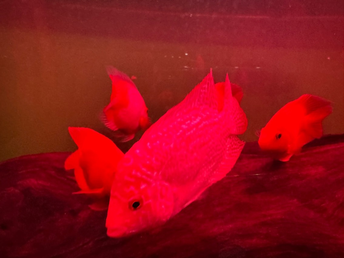 特殊體高貨火鳳和普通火鳳入缸明兩賽級繼續(xù) 龍魚論壇 第4張 特殊體高貨火鳳和普通火鳳入缸明兩賽級繼續(xù) 特殊體高貨火鳳和普通火鳳入缸明兩賽級繼續(xù) 龍魚論壇 第4張