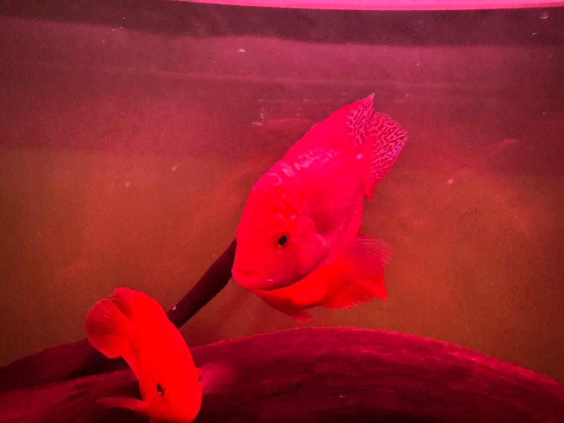 特殊體高貨火鳳和普通火鳳入缸明兩賽級繼續(xù) 龍魚論壇 第5張 特殊體高貨火鳳和普通火鳳入缸明兩賽級繼續(xù) 特殊體高貨火鳳和普通火鳳入缸明兩賽級繼續(xù) 龍魚論壇 第5張