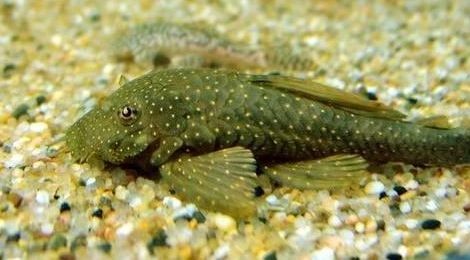 適合在海水魚缸中擔任清道夫角色的魚類：哪些魚適合在海水魚缸中擔任清道夫角色？