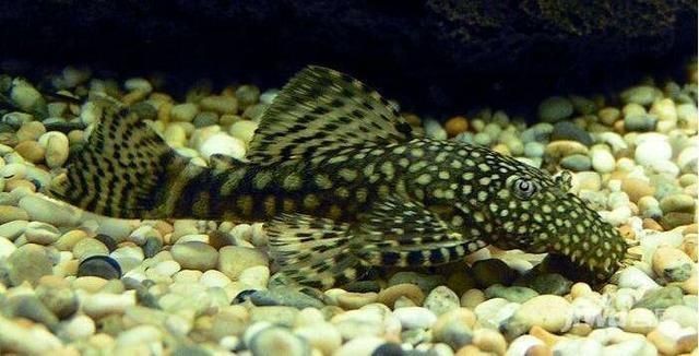 適合在海水魚缸中擔任清道夫角色的魚類：哪些魚適合在海水魚缸中擔任清道夫角色？