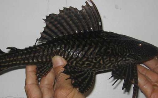 適合在海水魚缸中擔任清道夫角色的魚類：哪些魚適合在海水魚缸中擔任清道夫角色？