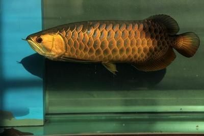 龍魚照片大全大圖，龍魚品種鑒賞指南,龍魚水族箱布置建議龍魚水族箱布置建議