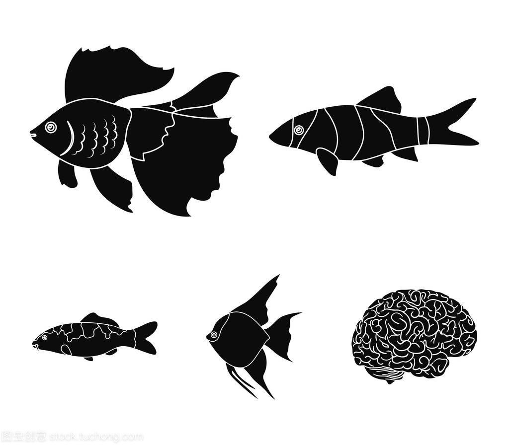 龍魚照片大全大圖，龍魚品種鑒賞指南,龍魚水族箱布置建議龍魚水族箱布置建議