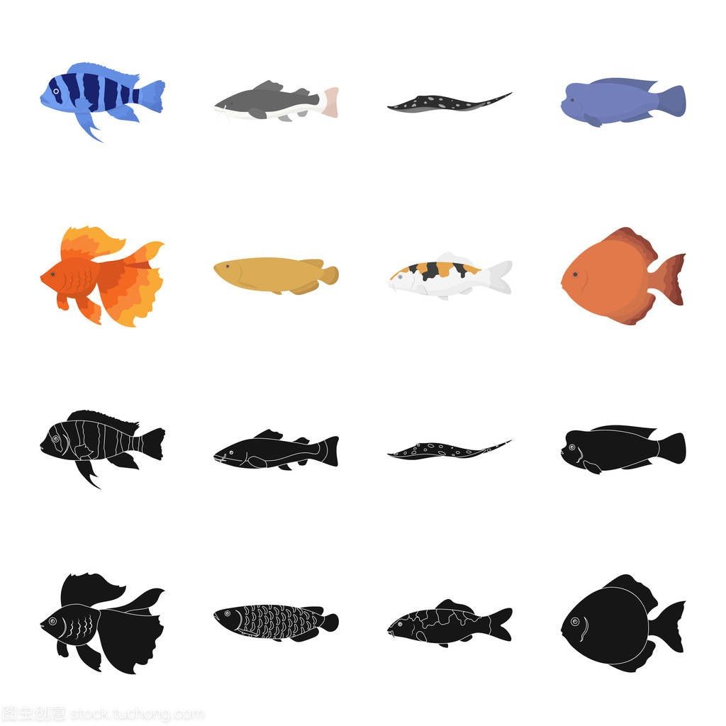 龍魚照片大全大圖，龍魚品種鑒賞指南,龍魚水族箱布置建議龍魚水族箱布置建議