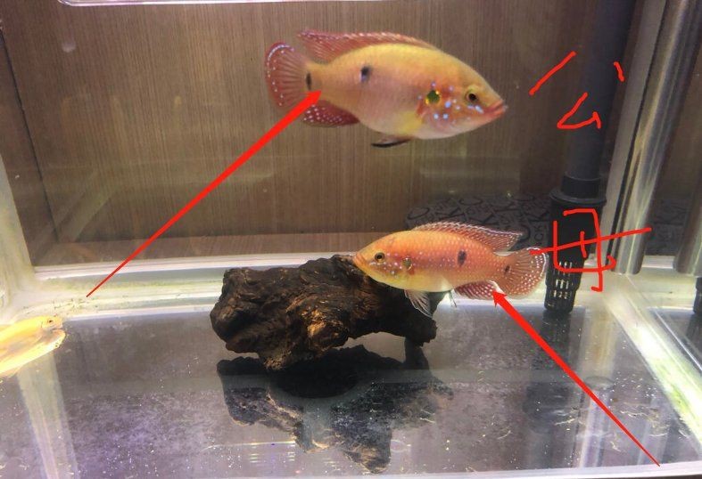 紅寶石魚公母最簡單區分 龍魚論壇 第6張 紅寶石魚公母最簡單區分 紅寶石魚公母最簡單區分 龍魚論壇 第6張
