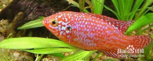 紅寶石魚公母最簡單區分 龍魚論壇 第11張 紅寶石魚公母最簡單區分 紅寶石魚公母最簡單區分 龍魚論壇 第11張
