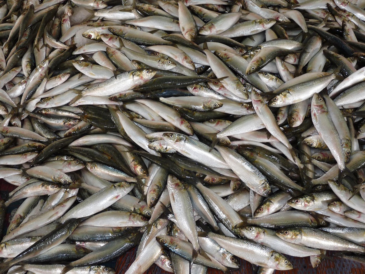 薩伊藍魚適合放哪里養