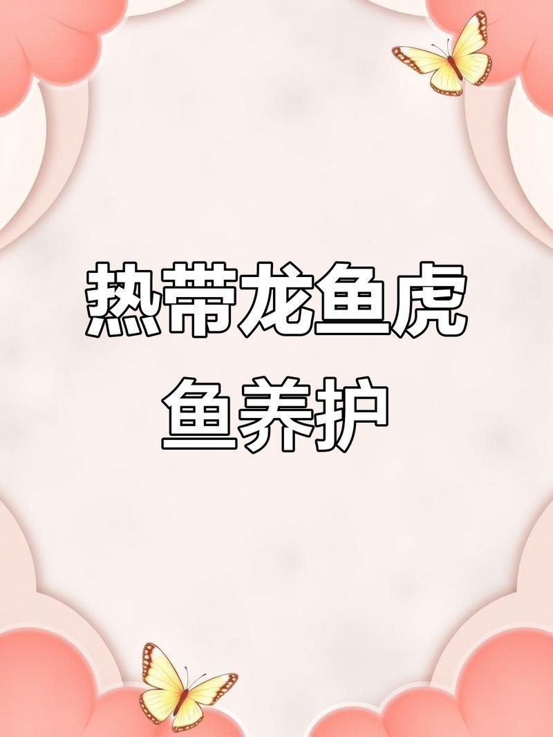 虎魚(yú)和龍魚(yú)混養(yǎng)注意事項(xiàng) 虎魚(yú)和龍魚(yú)混養(yǎng)注意事項(xiàng) 龍魚(yú)論壇 第7張